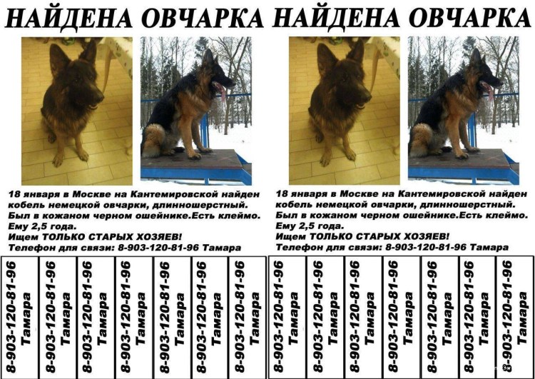 Стандарт немецкой овчарки рост