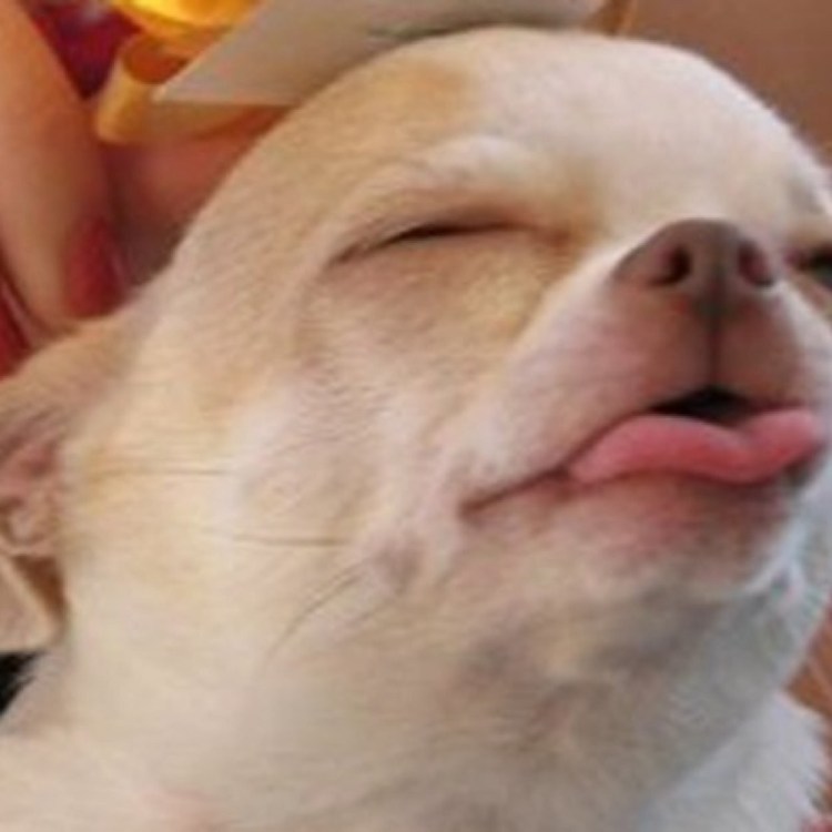 Собака с пузырем