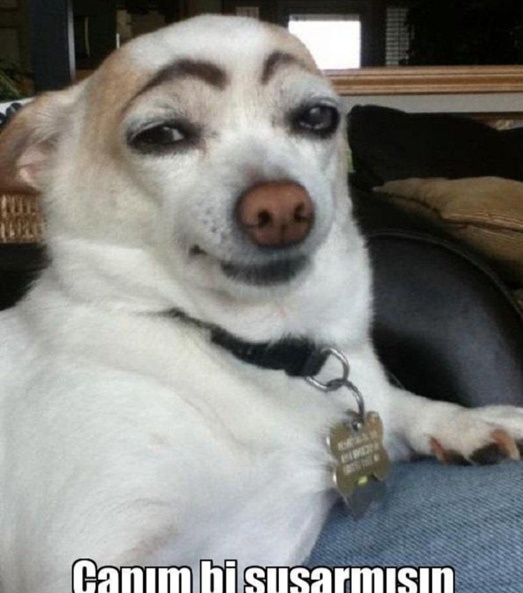 Чихающий рыжий кот