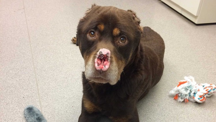 Кошка с сопелькой