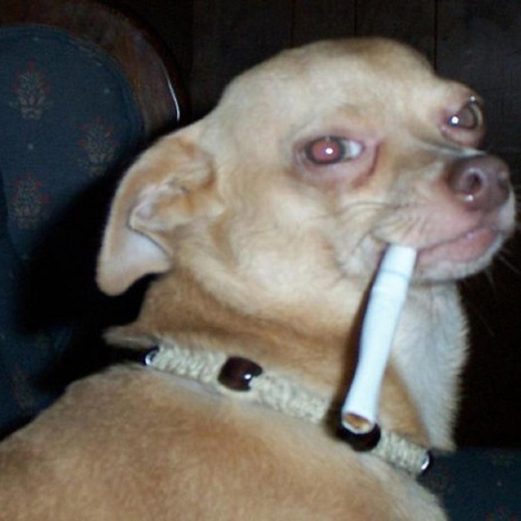 Смешной опоссум