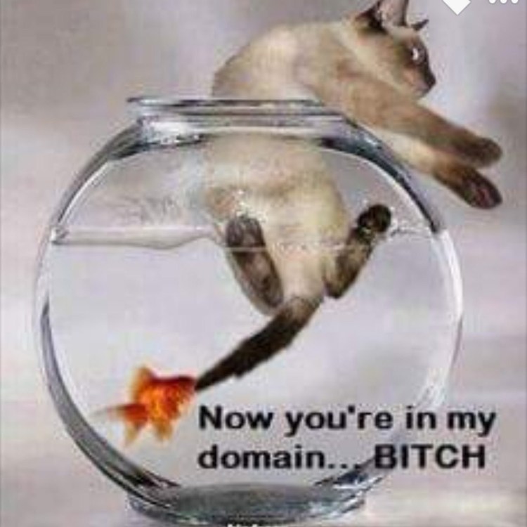 Грустная чихуахуа