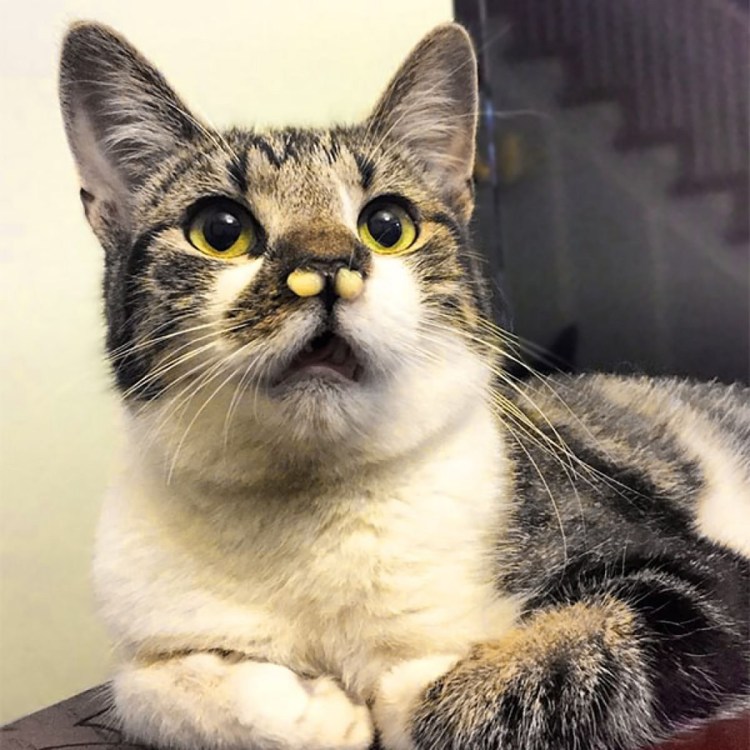 Толстая Кошачья морда