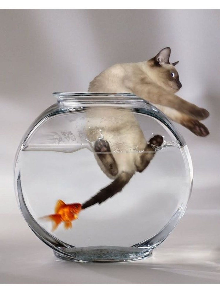 Собака с нарисованными бровями