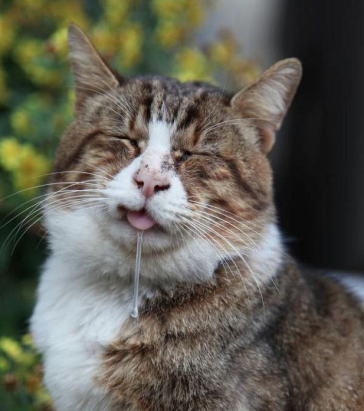 Чихуа Мем с пузырем в носу