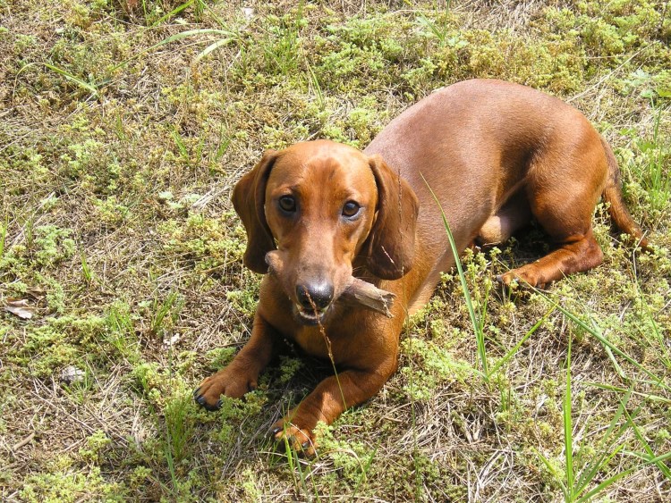 Собака такса рыжая