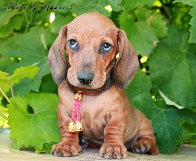 Карликовая такса рыжая