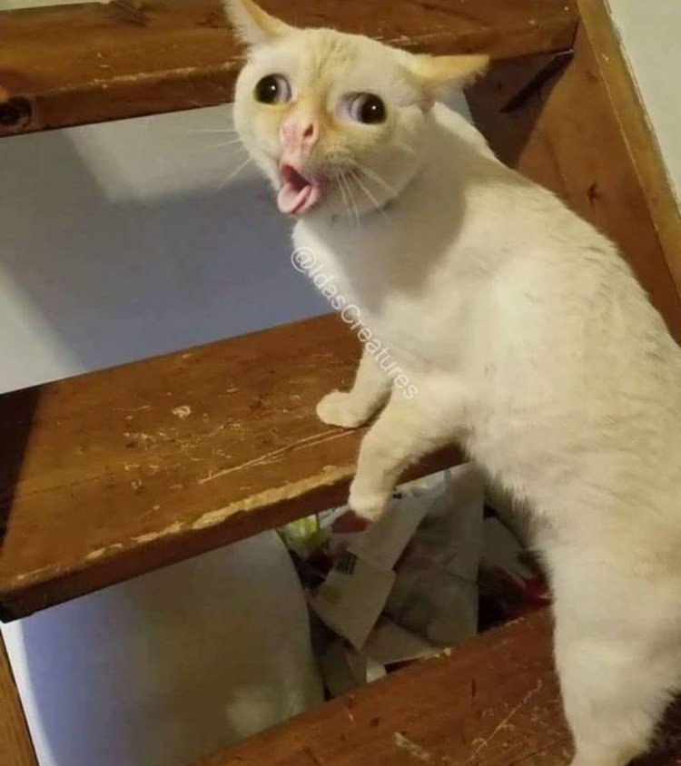 Мемы с собачками