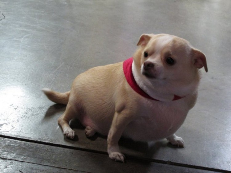 Смешной британский кот