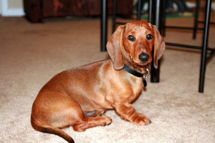 Собака такса рыжая