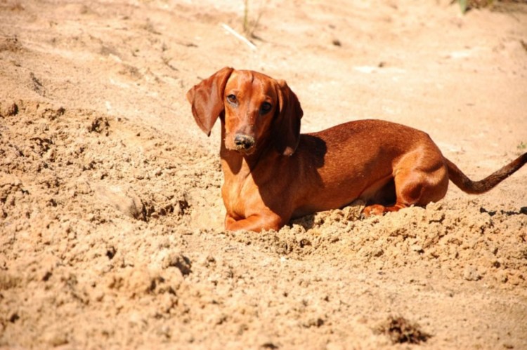 Такса короткошерстная рыжая