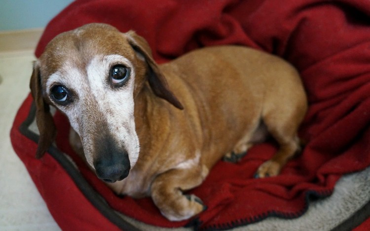 Английская такса