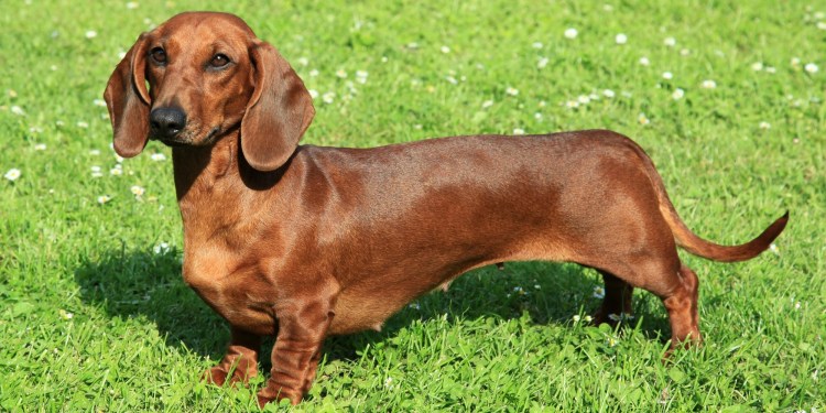 Рыжие собаки с рыжими глазами породы типа таксы короткошерстные