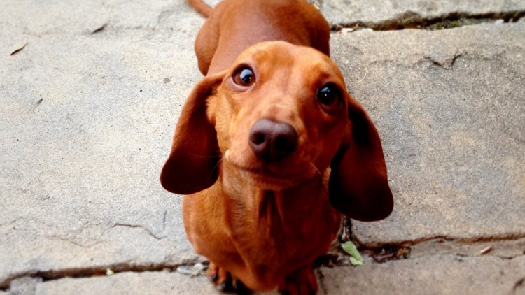 Смешная рыжая такса