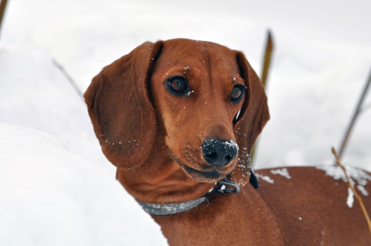 Такса собака