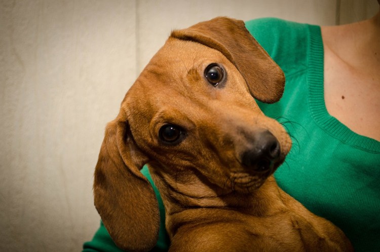 Рыжие таксы мальчики