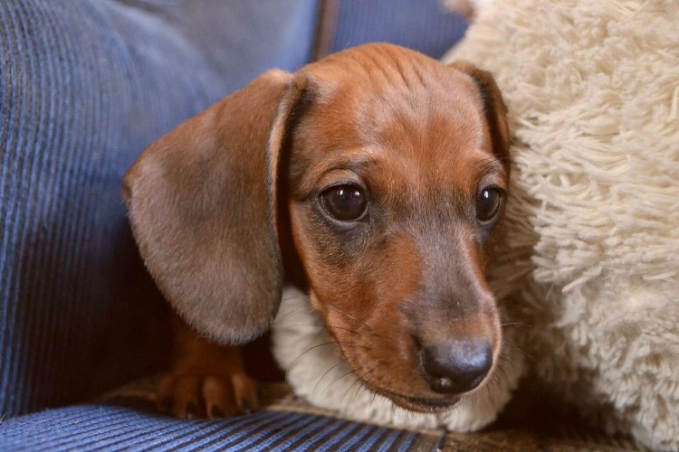 Такса охотничья рыжая