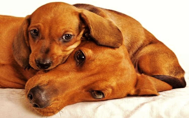 Щенки таксы