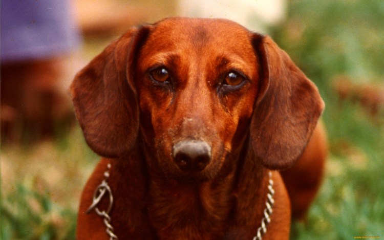 Рыжая такса щенок