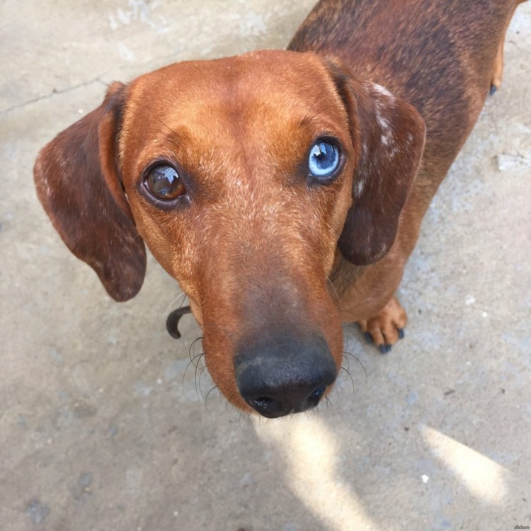 Пегая такса