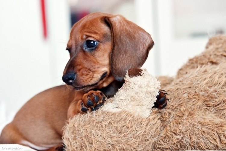 Смешная рыжая такса