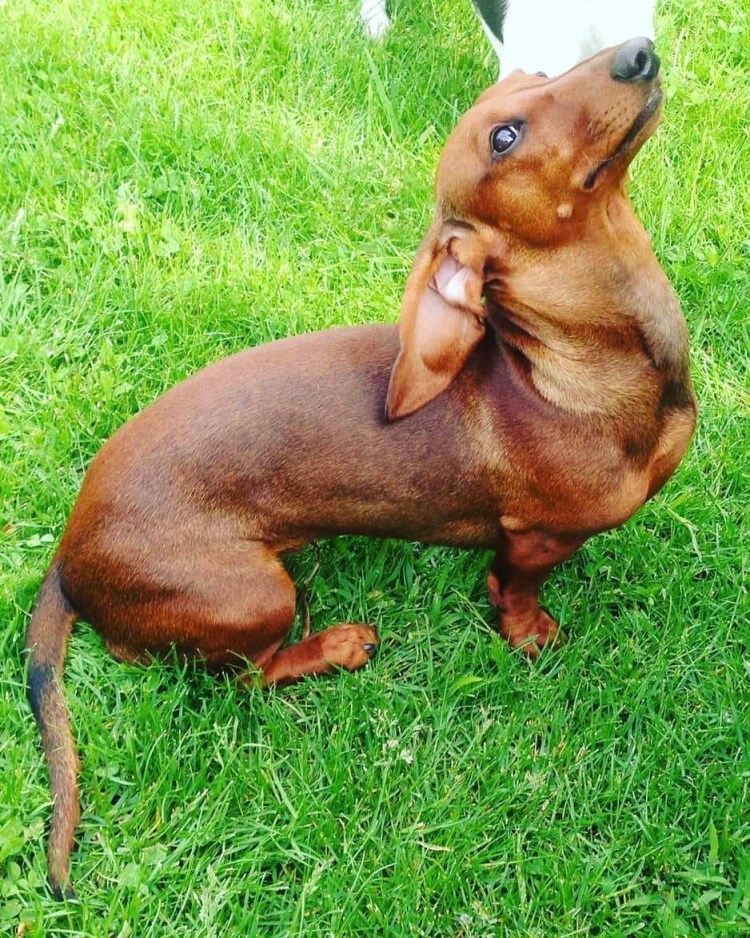 Такса карликовая гладкошерстная