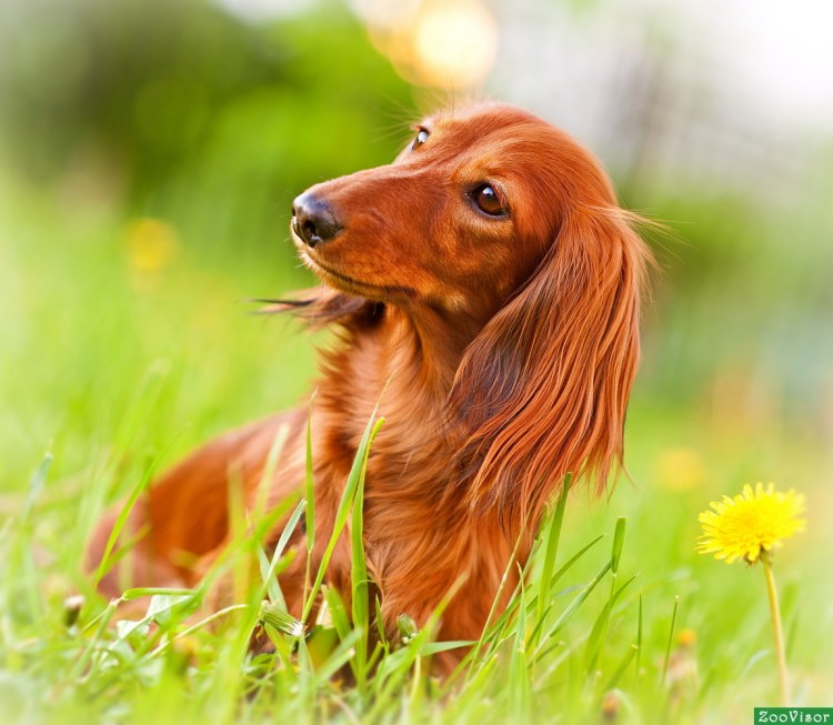 Такса длинношерстная