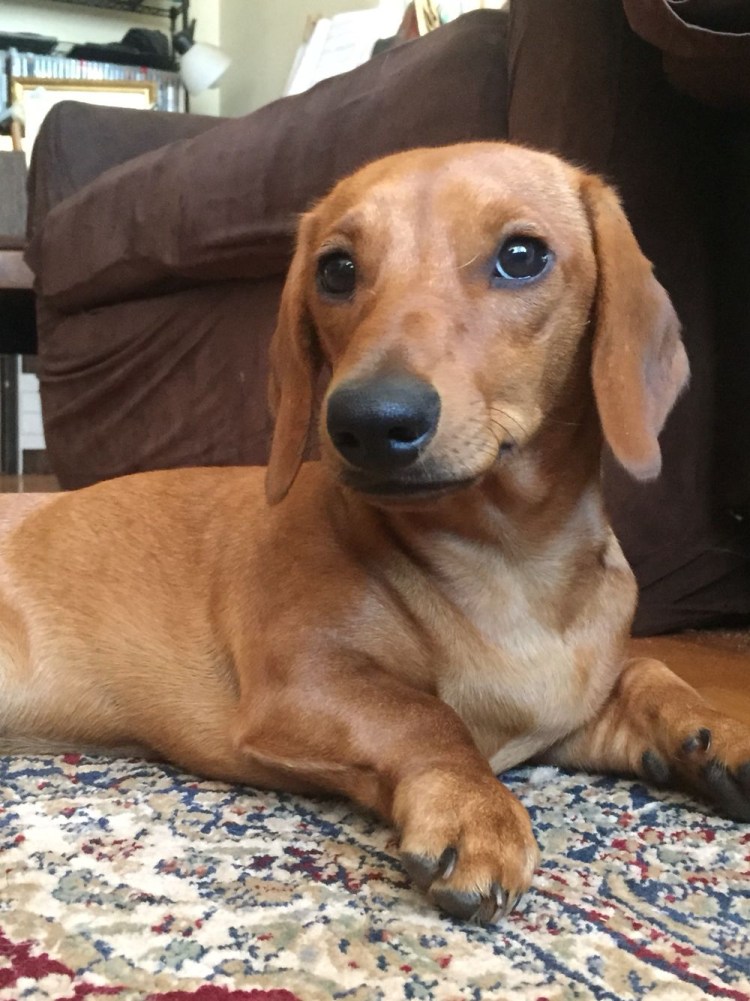 Карликовая такса рыжая