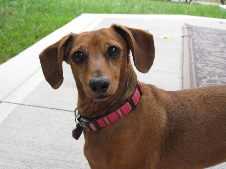 Такса коричневая гладкошерстная