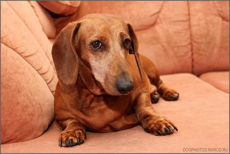 Собака такса рыжая
