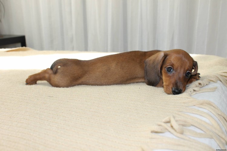 Карликовая кроличья такса