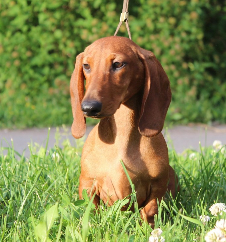 Такса рыжая гладкошерстная