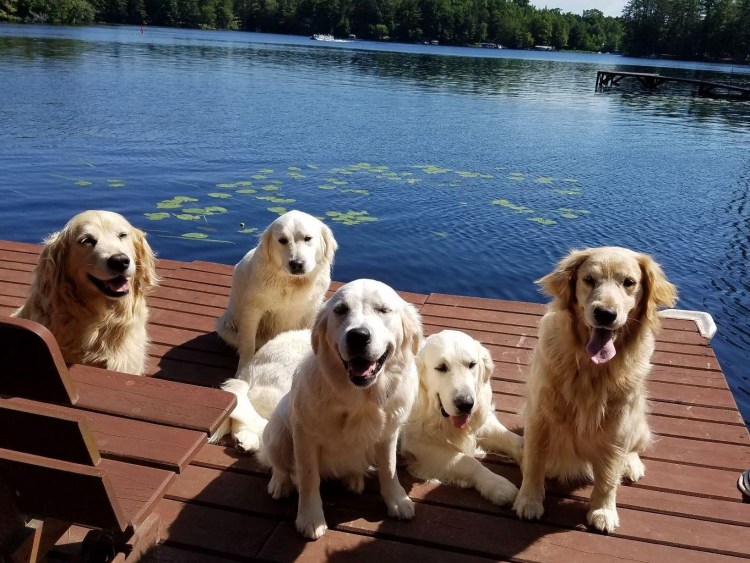 Золотистый лабрадор