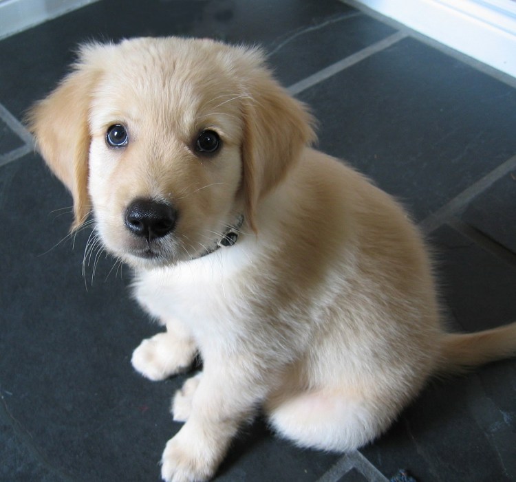 Золотой щенок