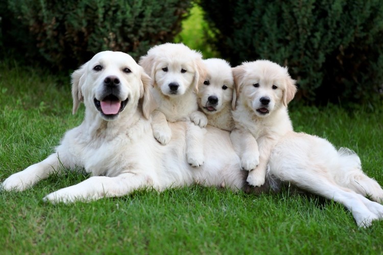 Паппи золотистый ретривер