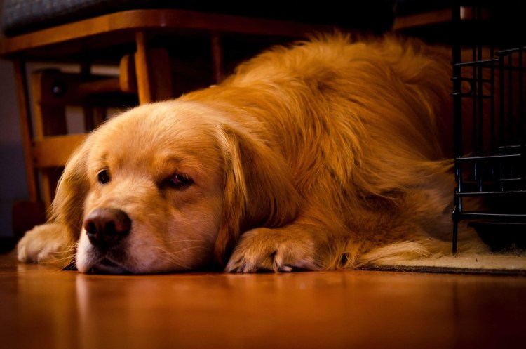 Золотистый ретривер