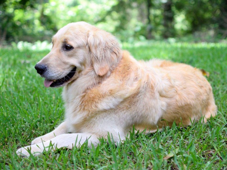 Золотистый ретривер щек