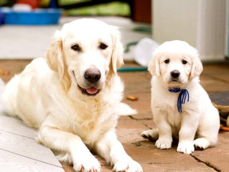 Щенок ретривер