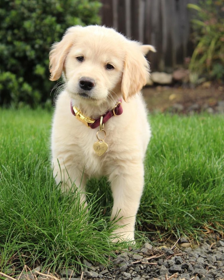 Золотистый ретривер щек