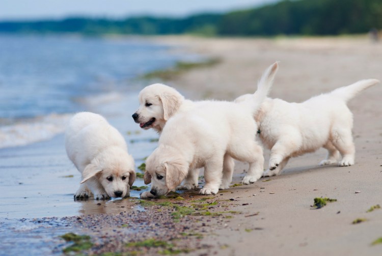 Золотистый ретривер по месяцам