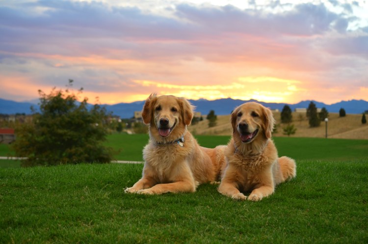 Золотой ретривер щенок