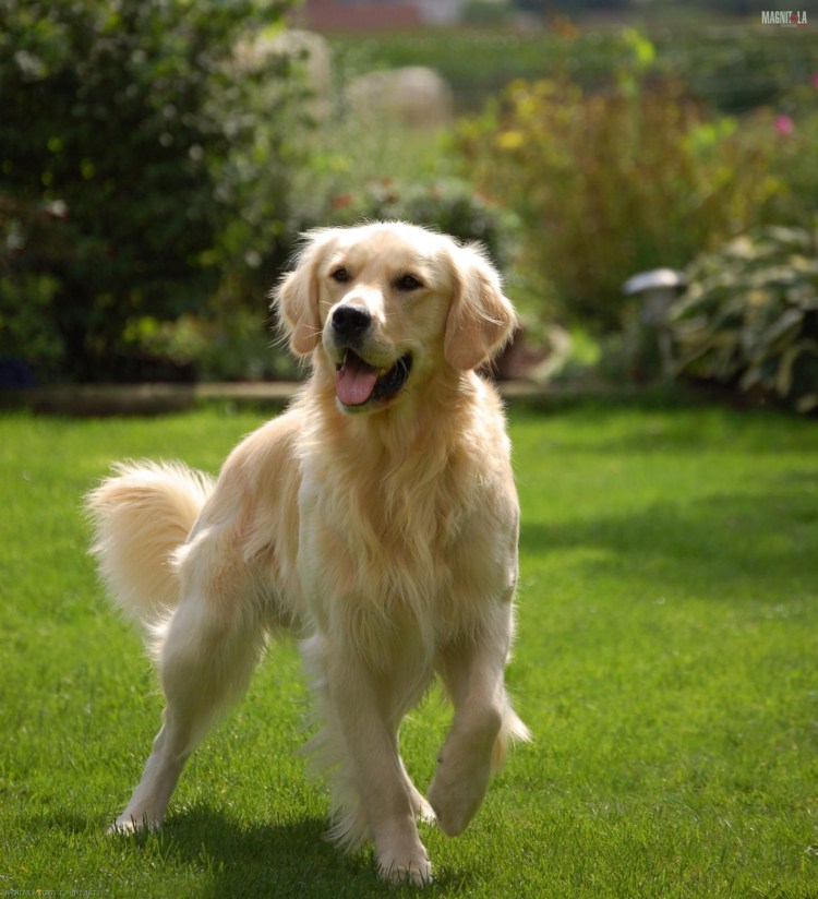 Голден ретривер белый