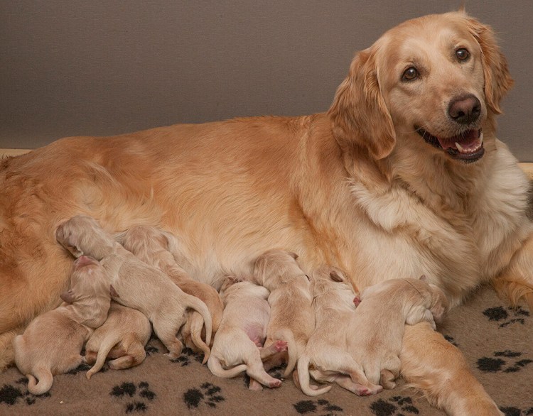 Золотой ретривер щенок