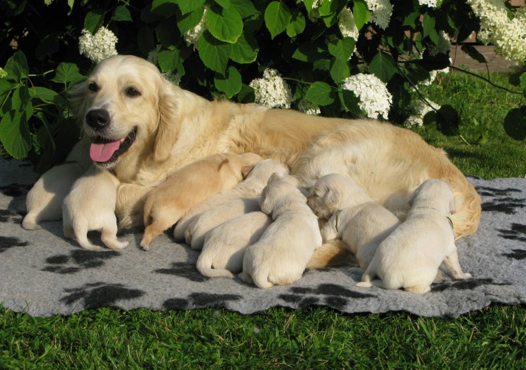 Паппи золотистый ретривер