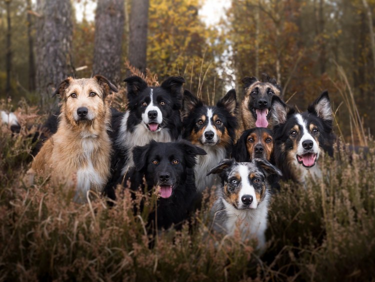 Бордер колли стая