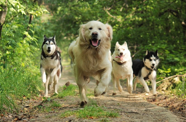 Хаски свора собак