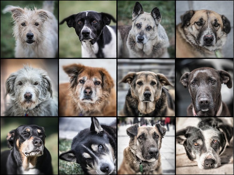 Коллаж собаки разных пород