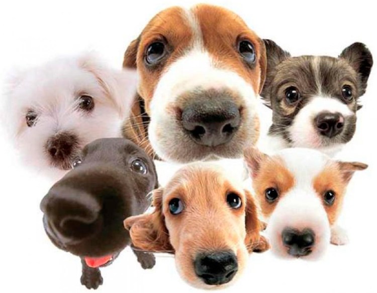 Много собачек