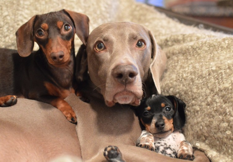 Щенки разных пород