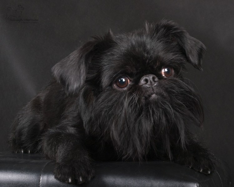 Брюссельский гриффон